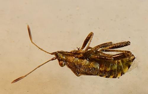 Stictopleurus punctatonervosus